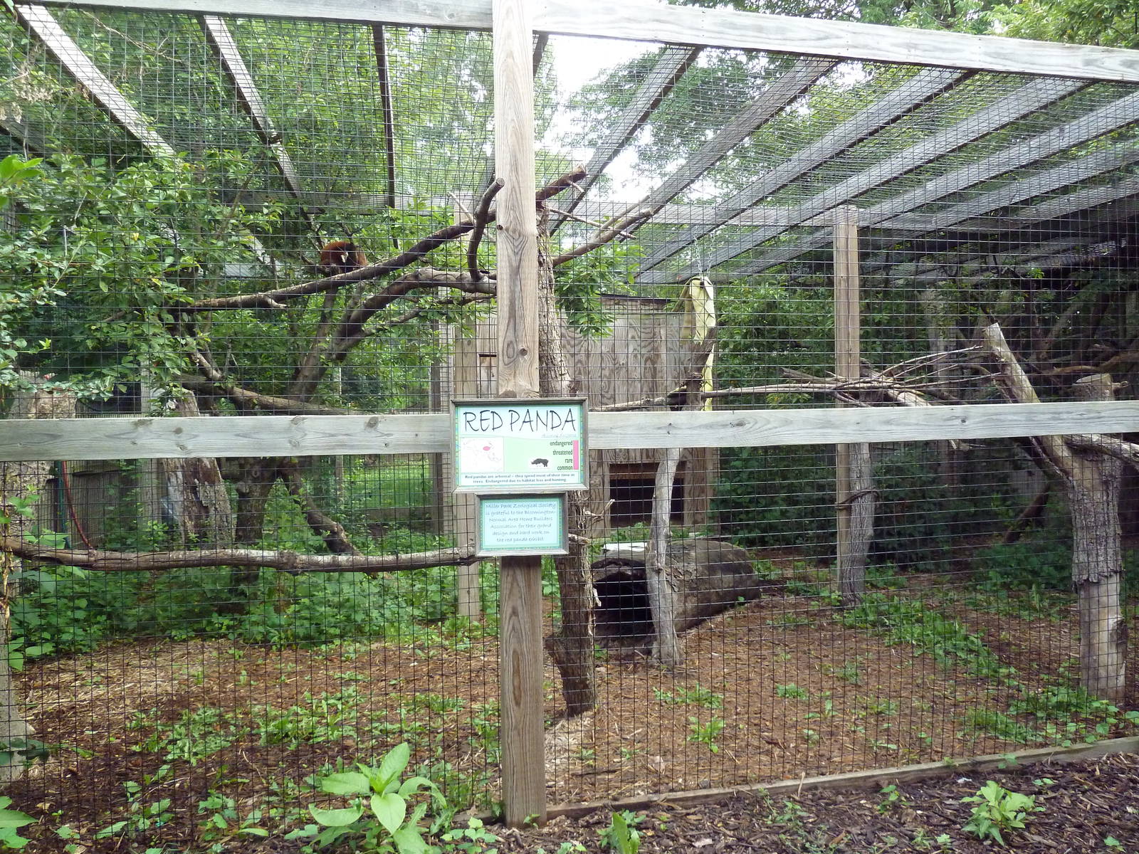 Red Panda Exhibit