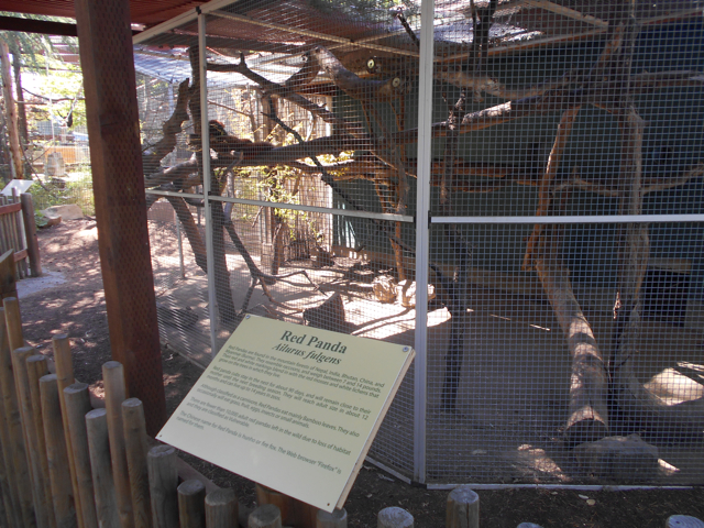 Red panda exhibit