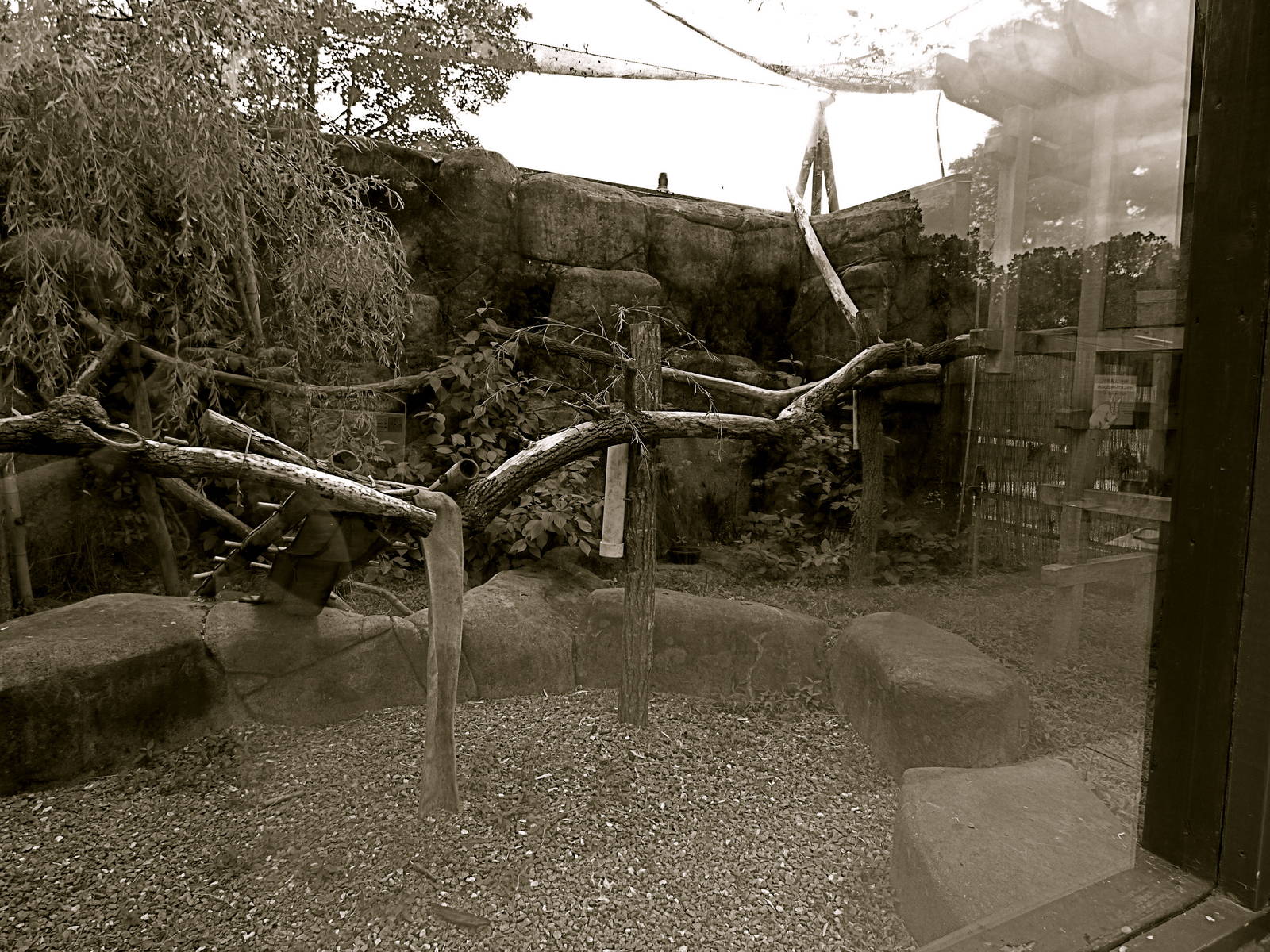 Red Panda Exhibit