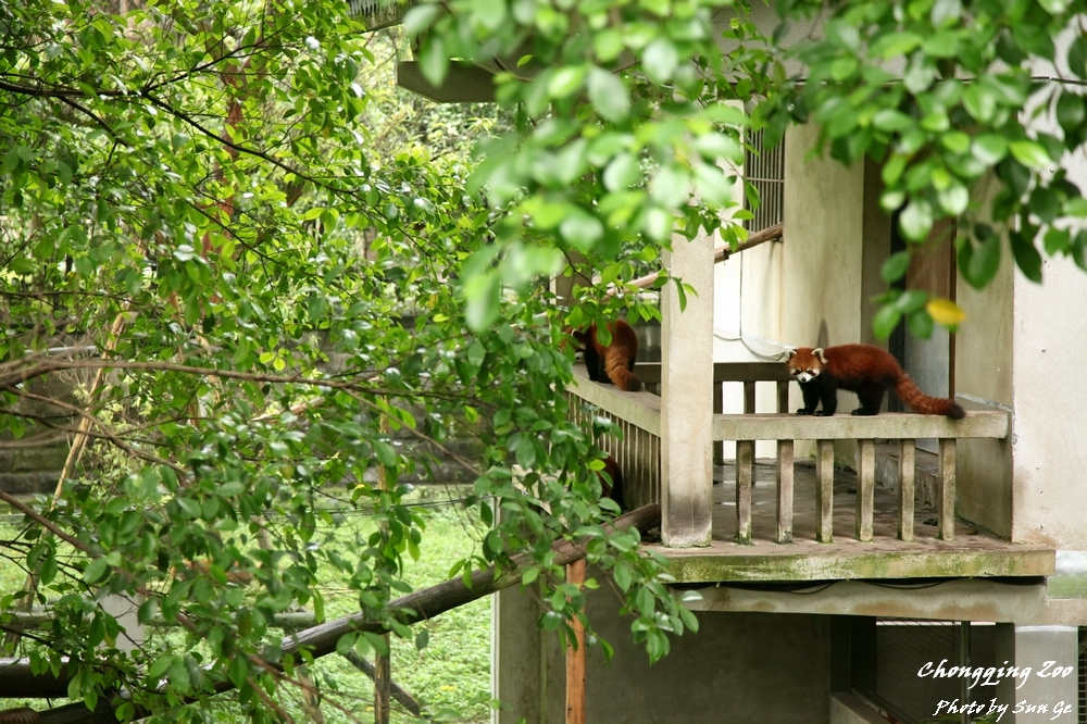 Red Panda Exhibit