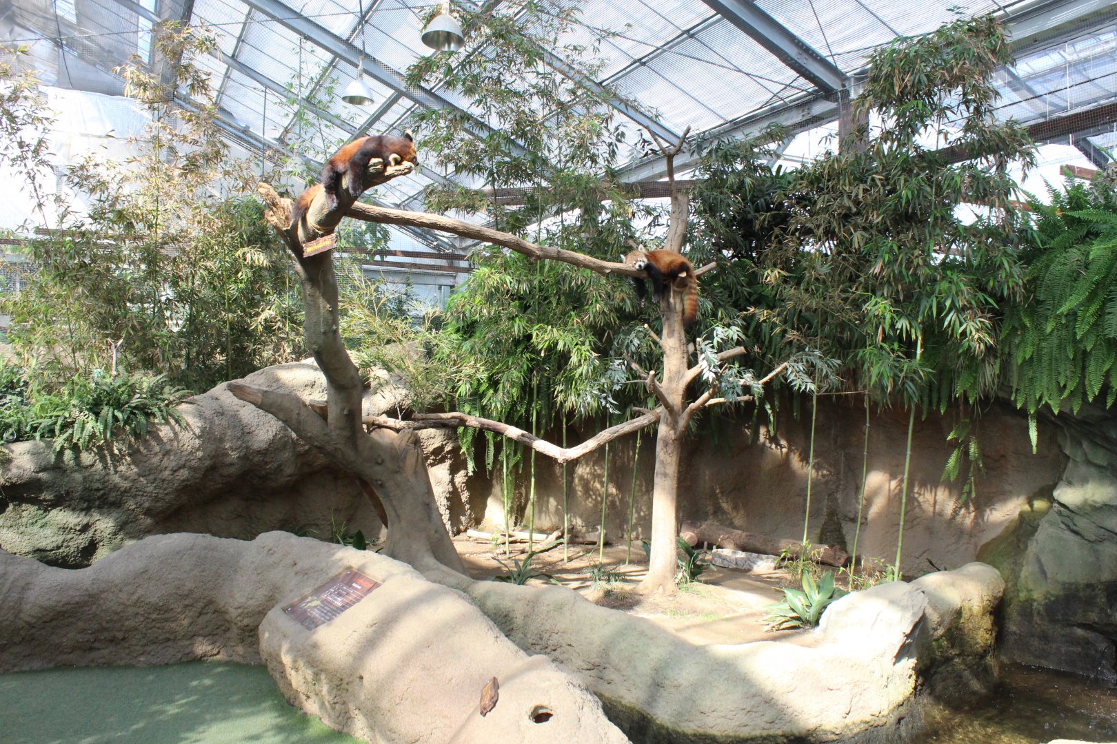 Red panda exhibit