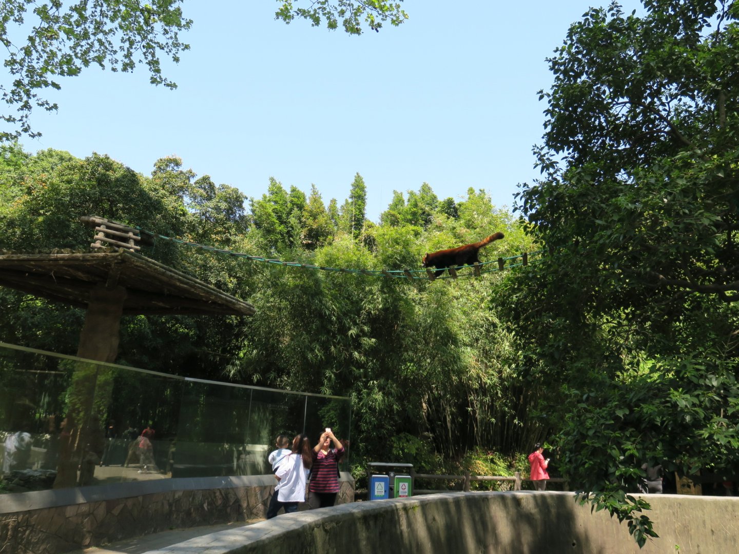 red panda exhibit