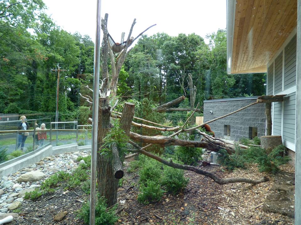 Red Panda Exhibit
