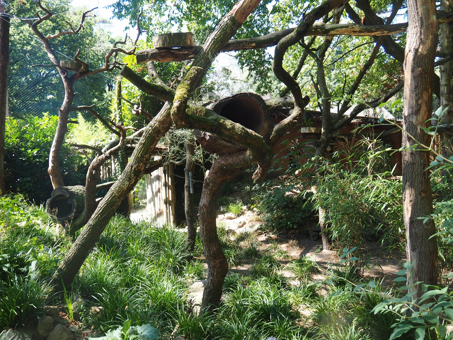 Red panda exhibit