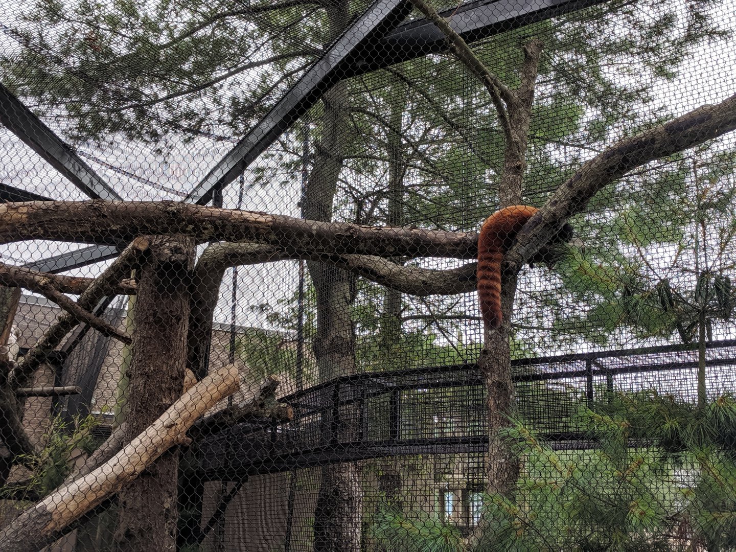 Red Panda Exhibit