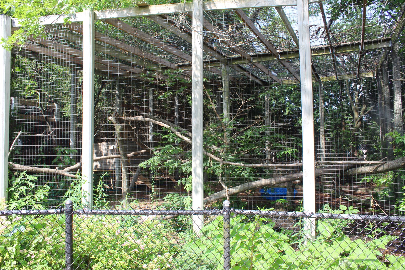 Red Panda Exhibit