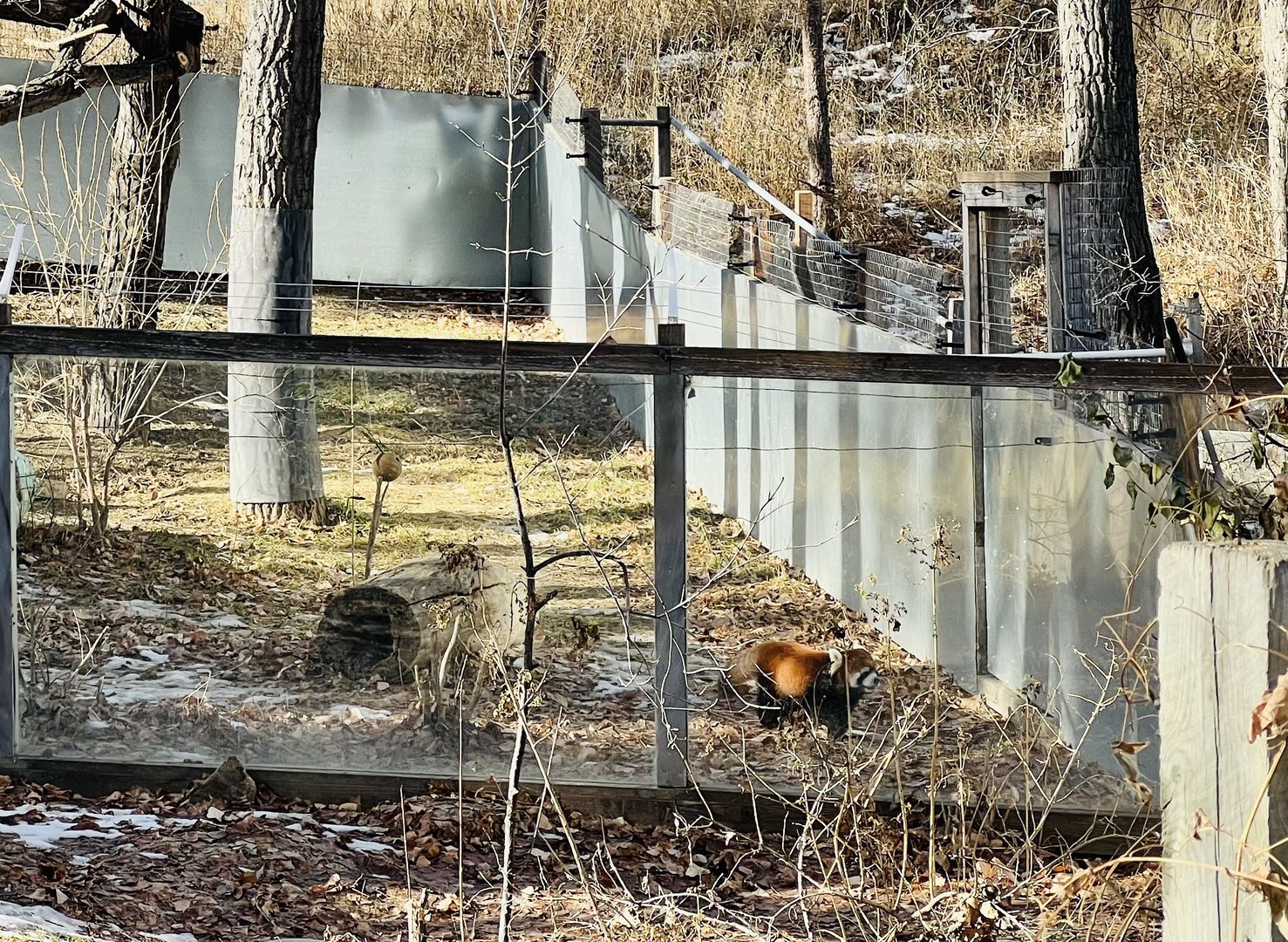 Red Panda Exhibit