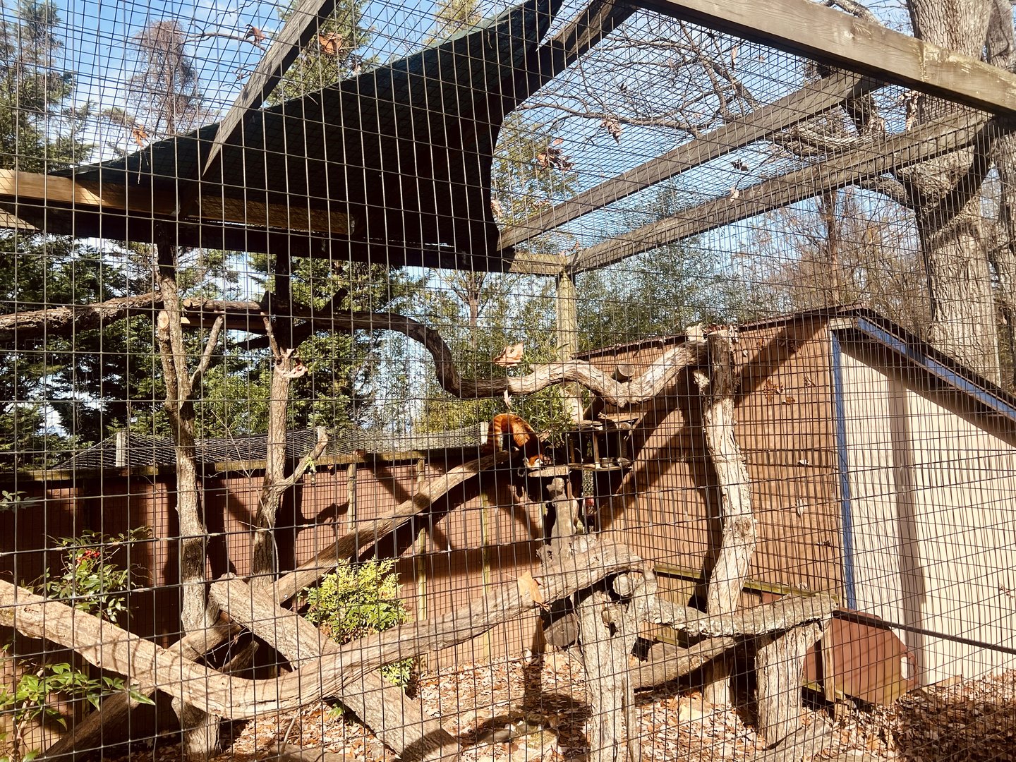 Red Panda Exhibit