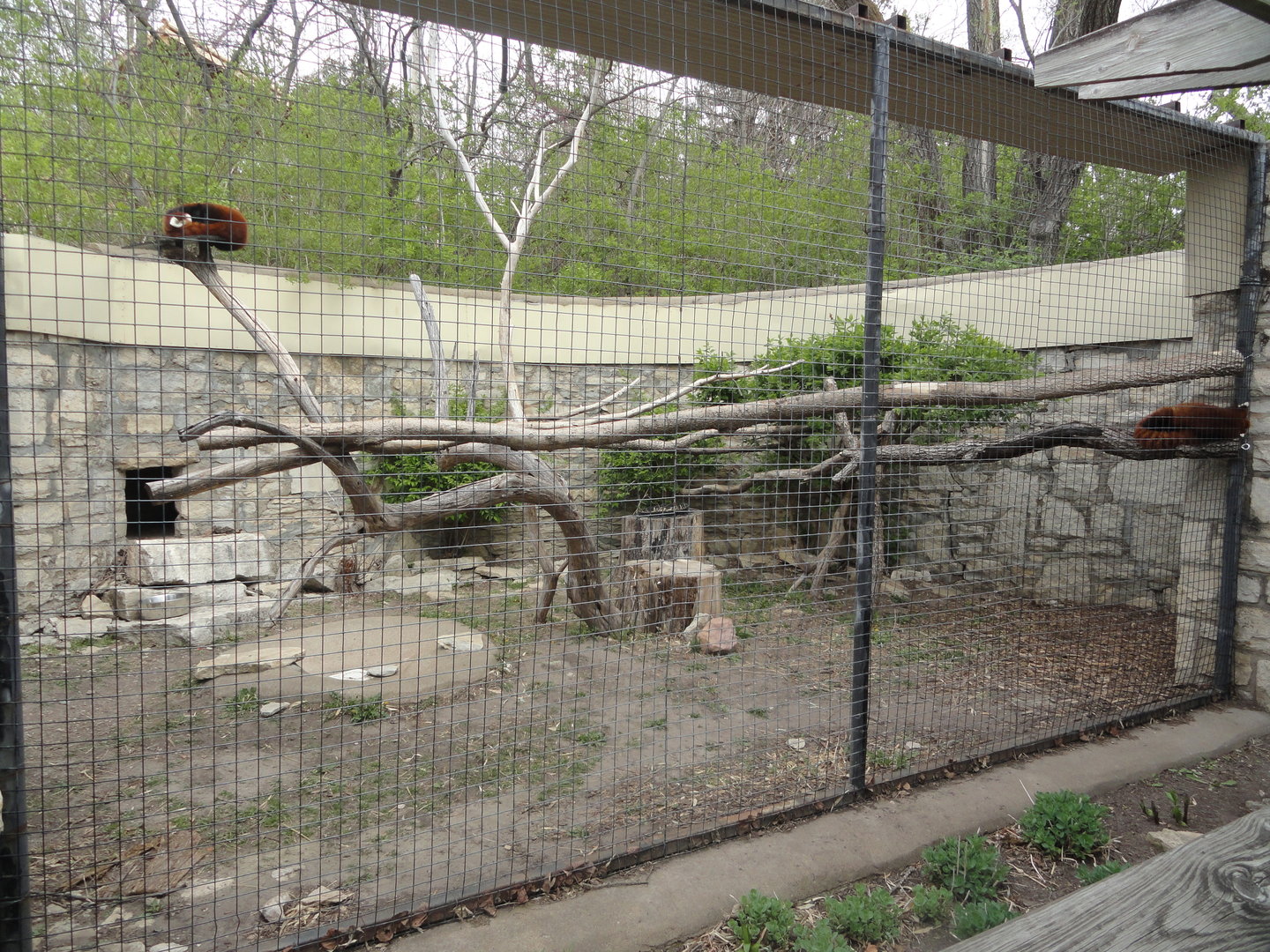 Red Panda Exhibit
