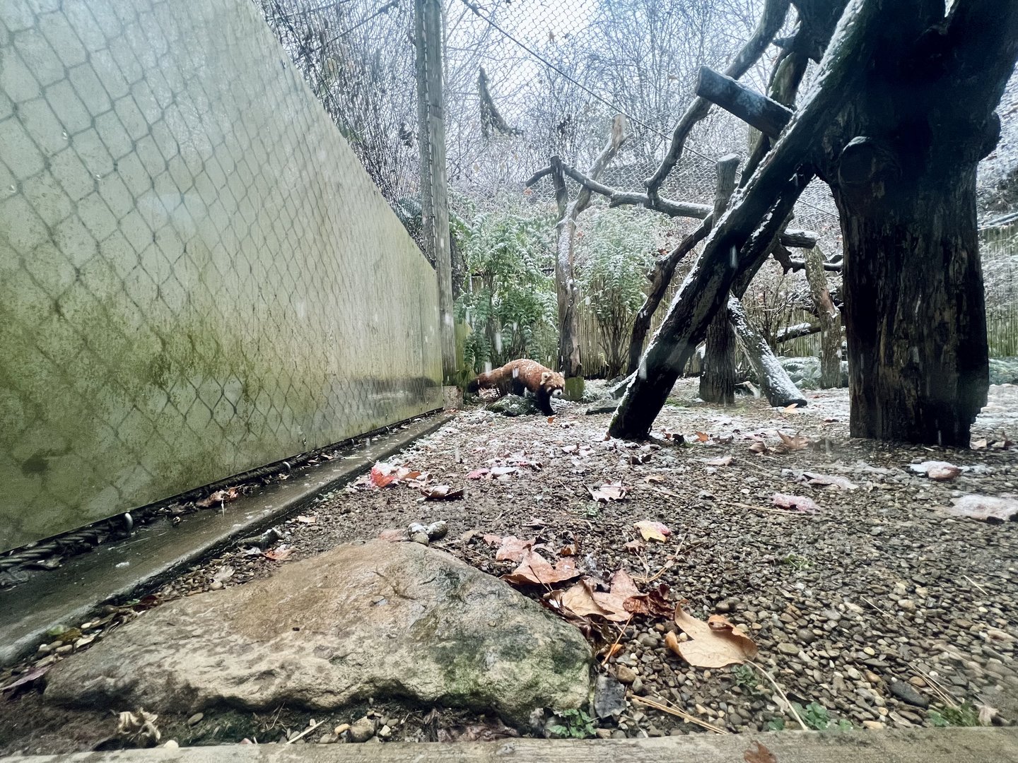 Red Panda Exhibit