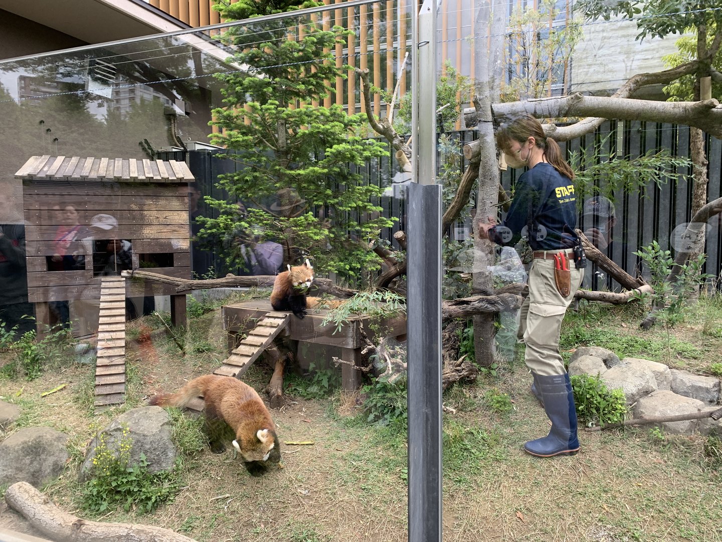 Red Panda Exhibit