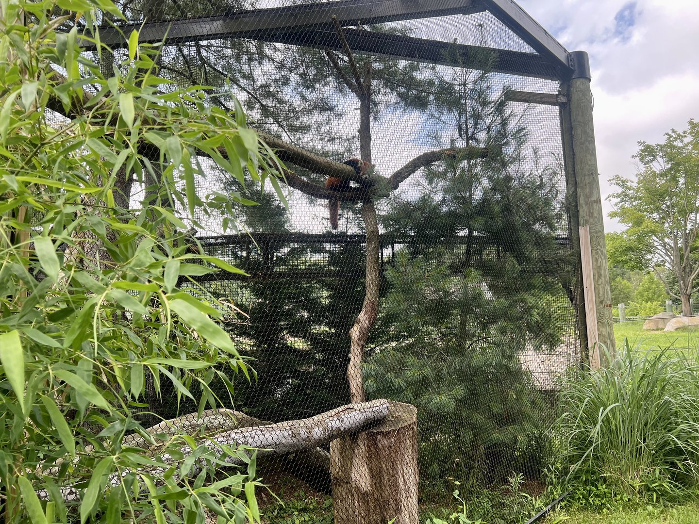Red Panda Exhibit