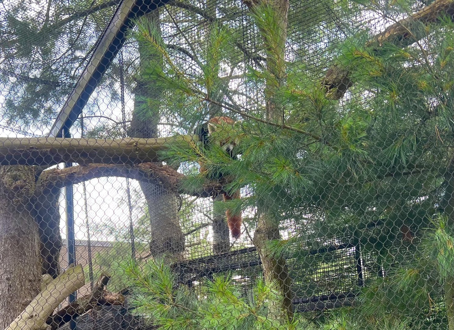 Red Panda Exhibit