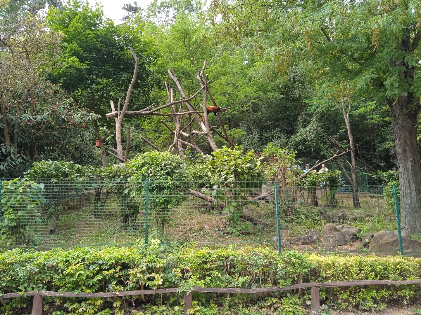Red panda exhibit