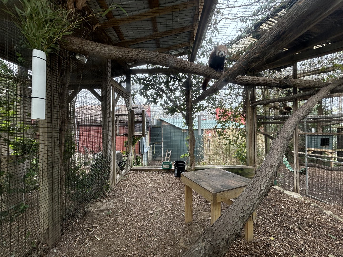 Red Panda Exhibit