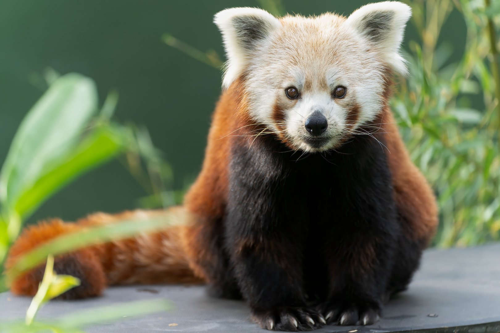 Red panda (f), Shepreth, UK