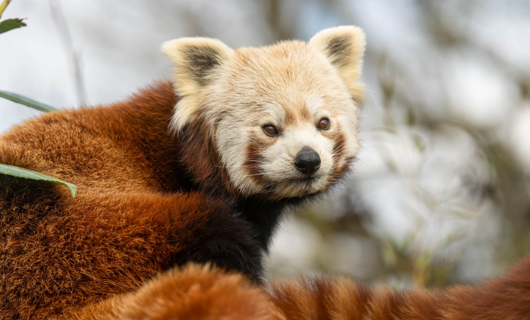 Red panda (f), Shepreth, UK