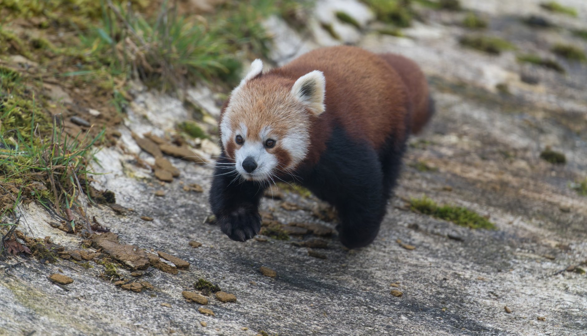Red Panda (f), ZSL Whipsnade, UK