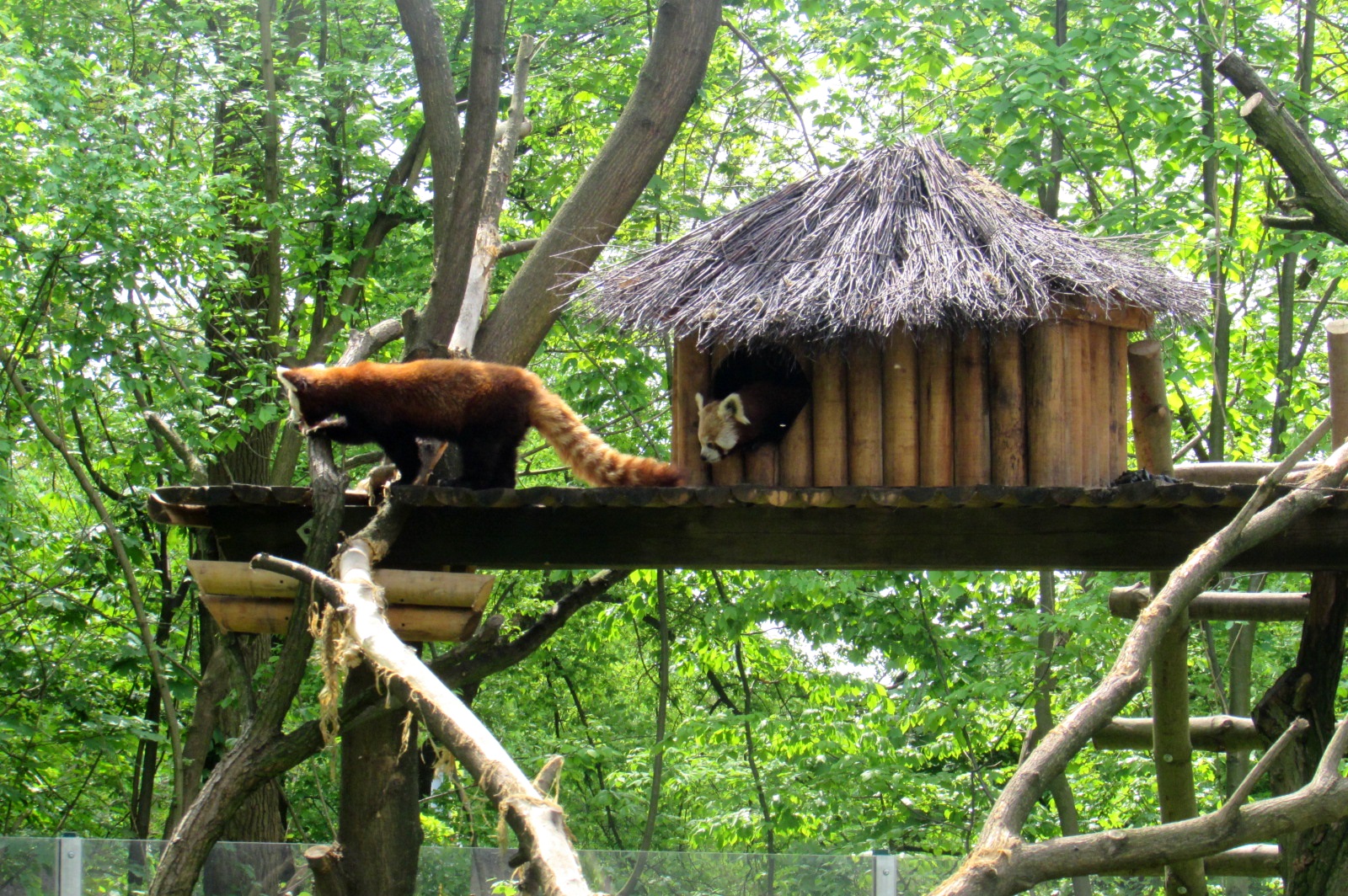 Red Panda family - 05/2015