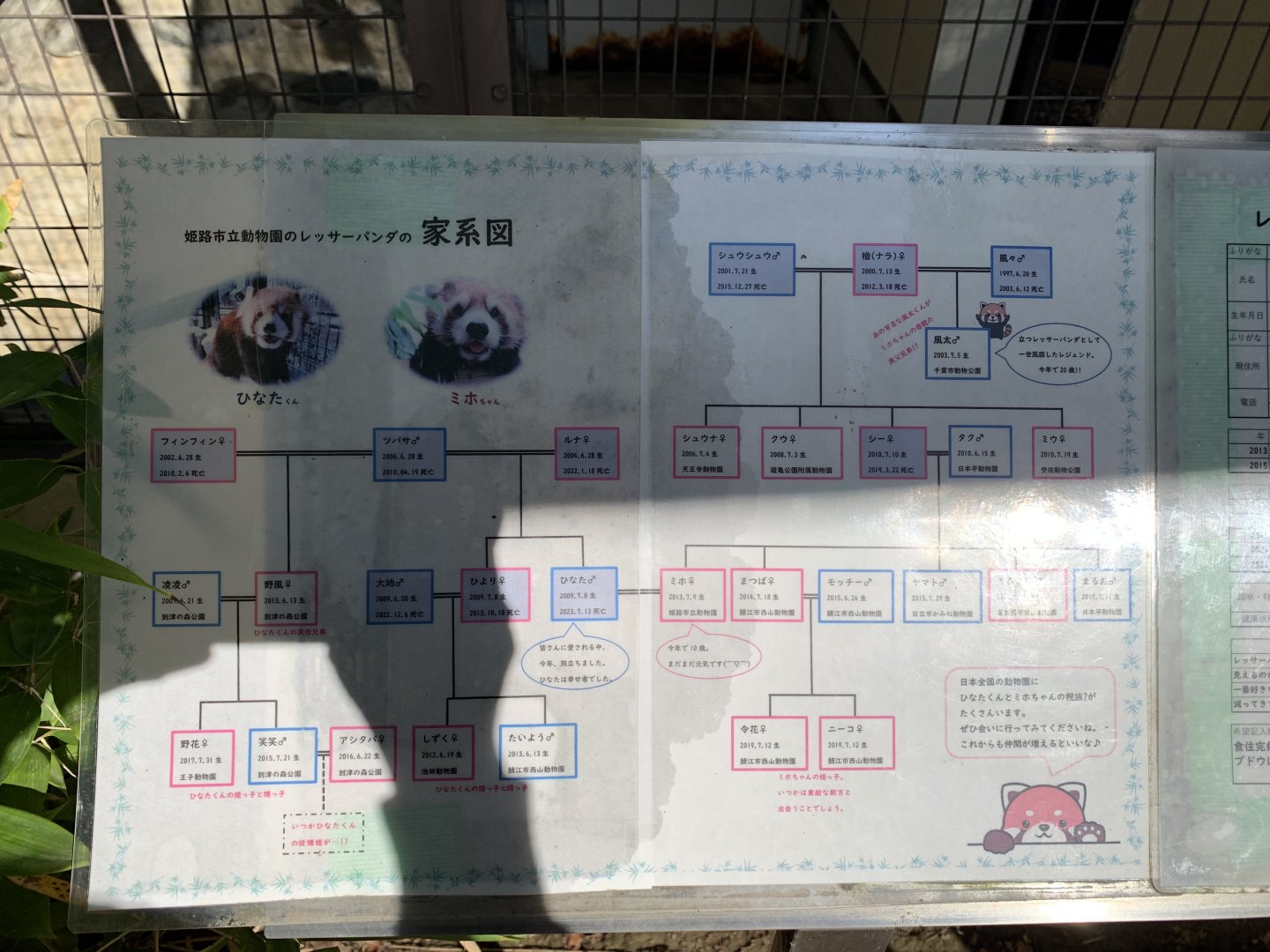 Red Panda Family Tree Sign (Himeji City Zoo)
