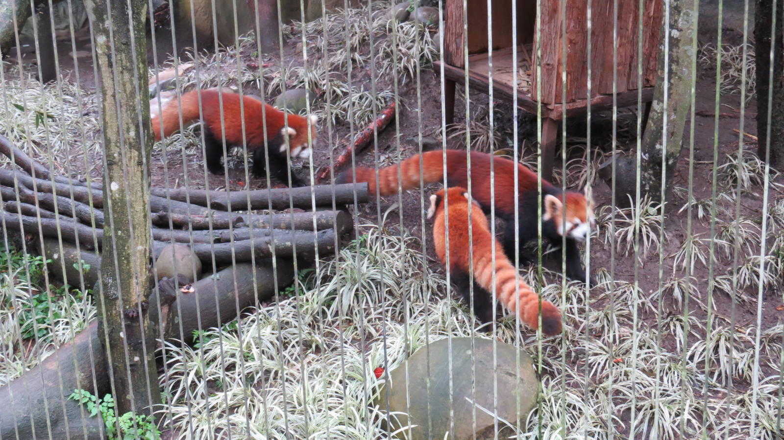Red panda family