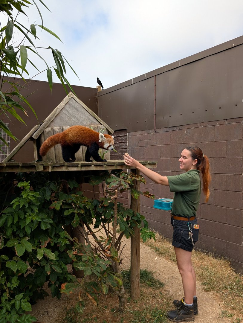 Red Panda Feeding