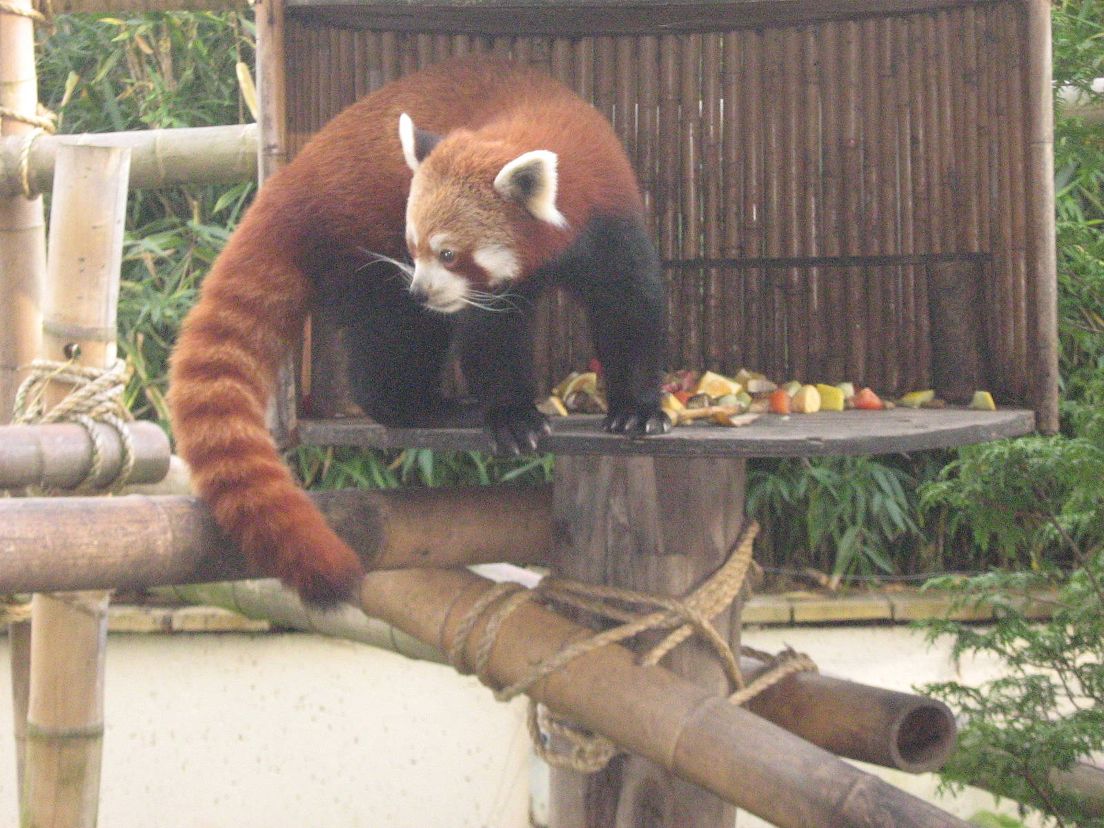 Red Panda Female Chesnut.