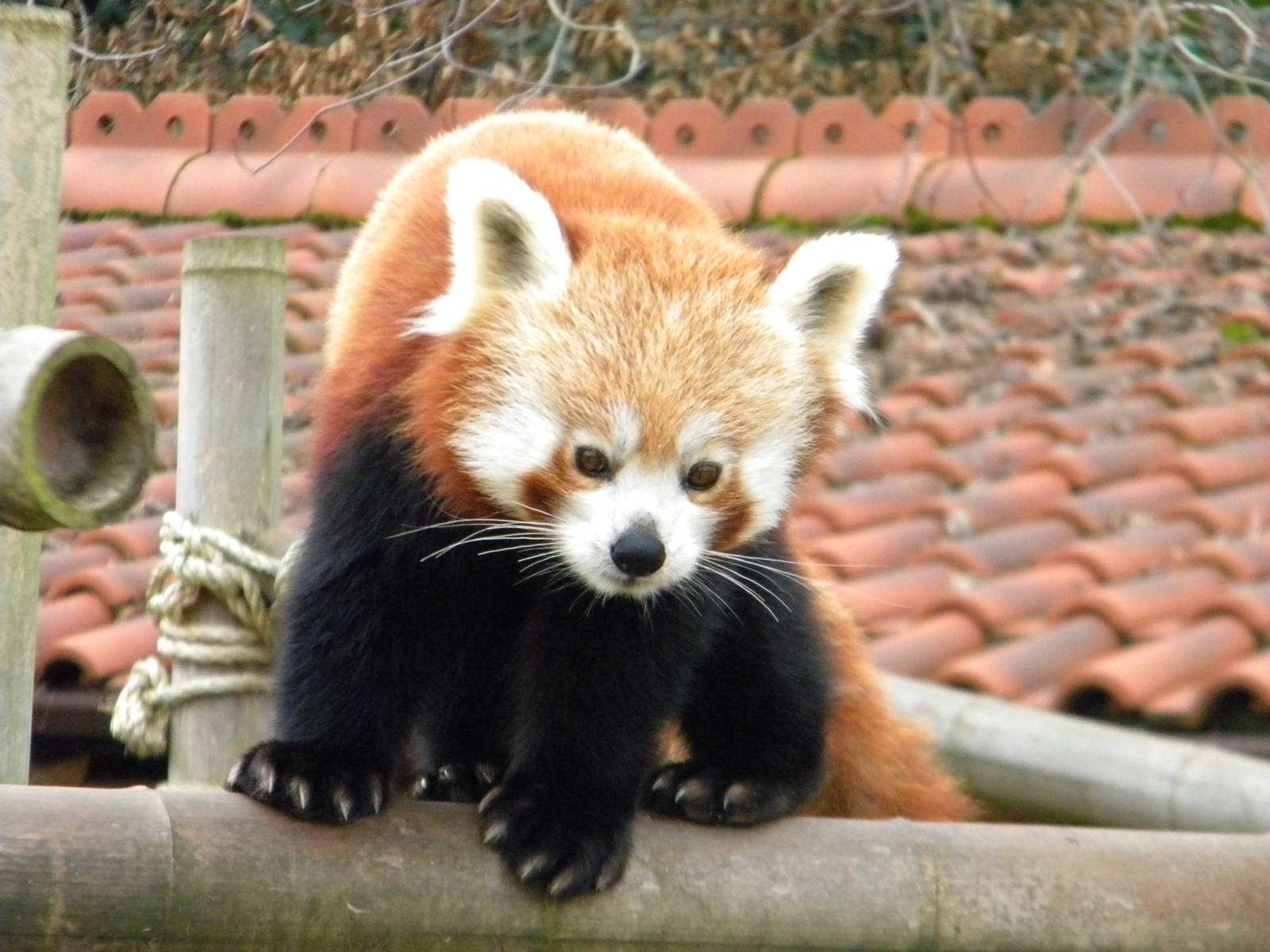 Red Panda Female.