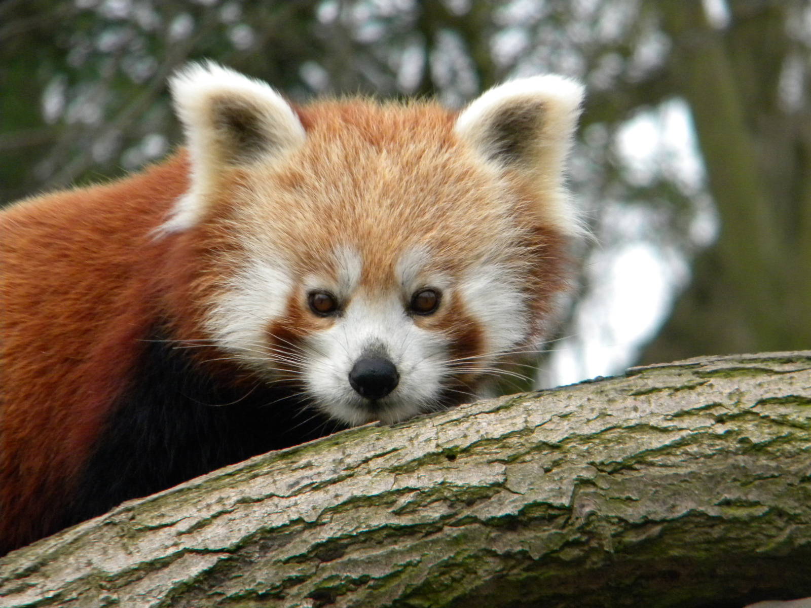 Red Panda Female.