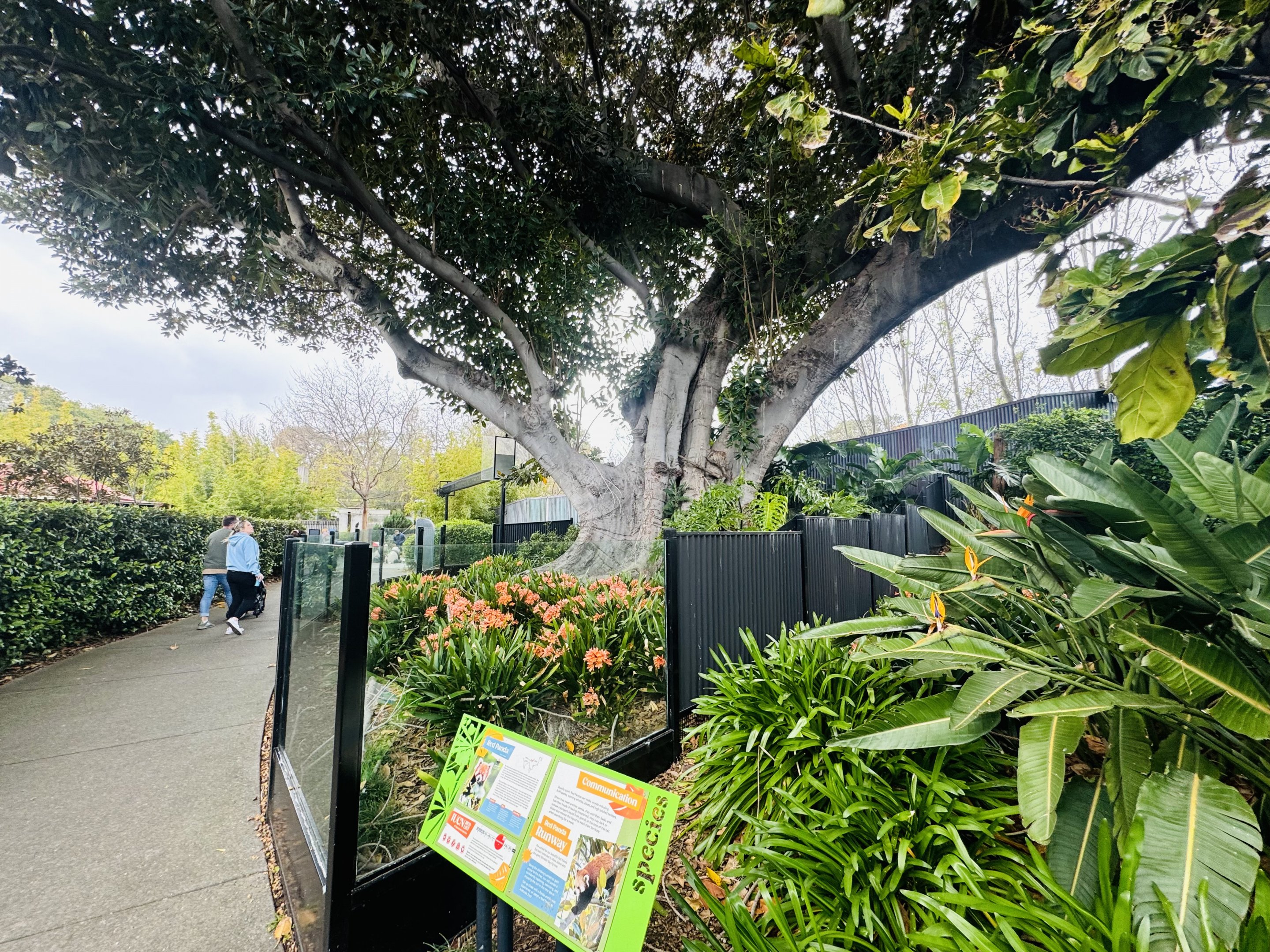 Red panda fig tree enclosure