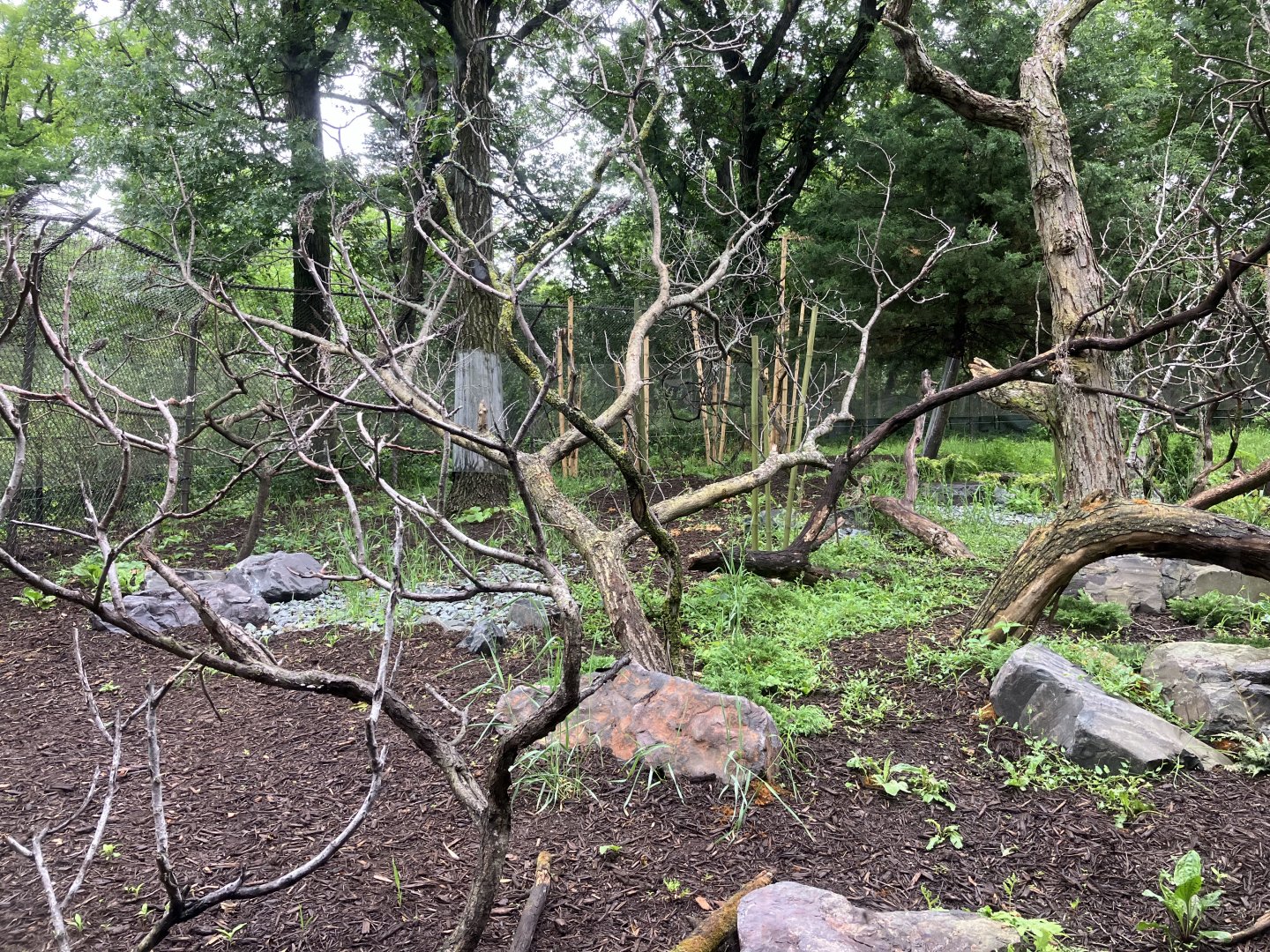 Red Panda Forest - Chinese Red Panda Exhibit