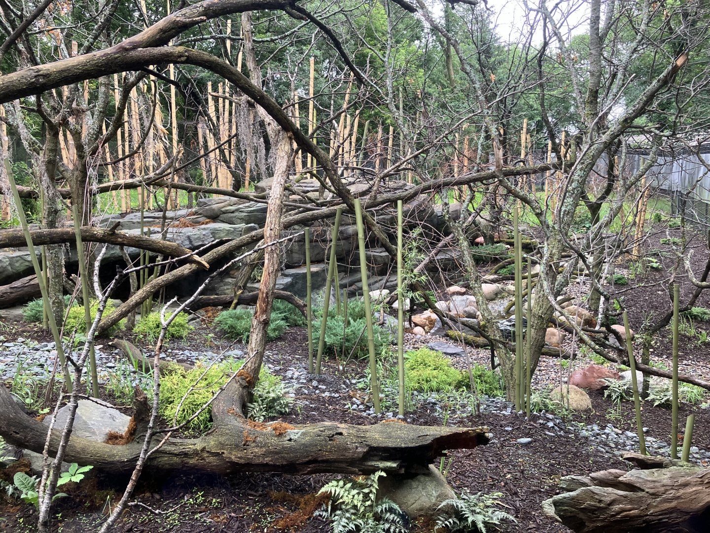 Red Panda Forest - Chinese Red Panda Exhibit