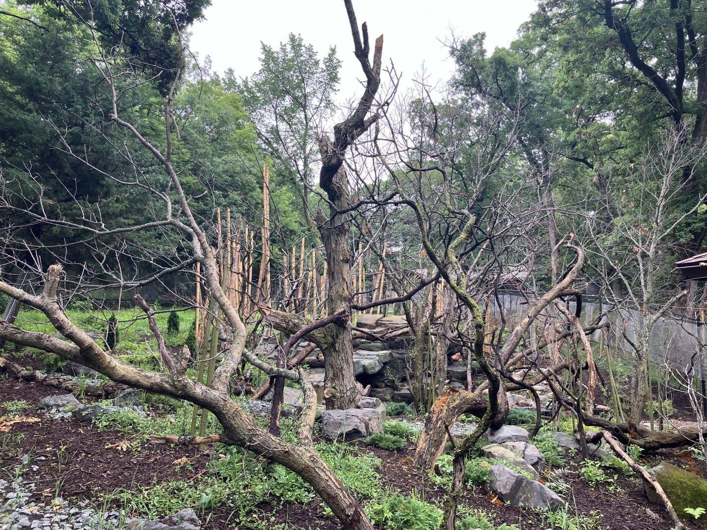 Red Panda Forest - Chinese Red Panda Exhibit