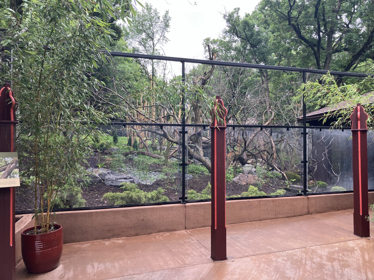 Red Panda Forest - Red Panda Viewing