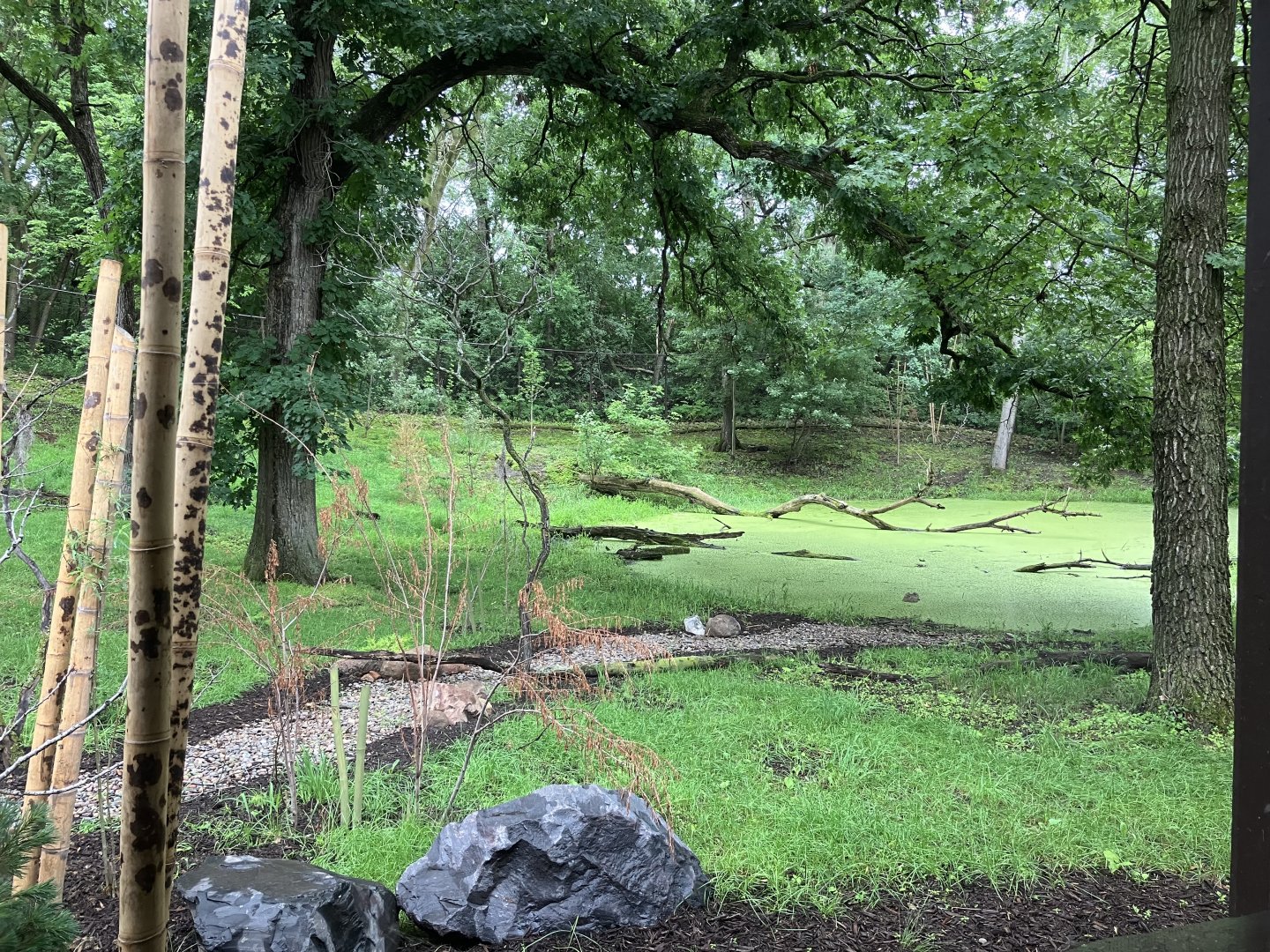 Red Panda Forest - Tufted Deer/Red-Crowned Crane Exhibit