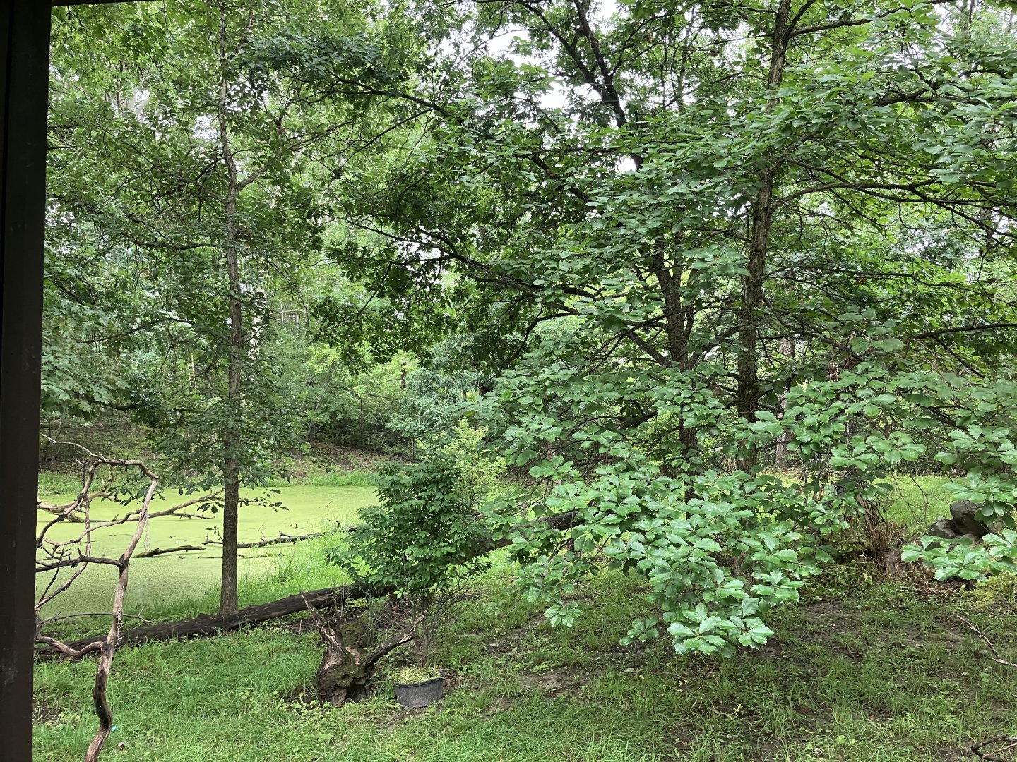 Red Panda Forest - Tufted Deer/Red-Crowned Crane Exhibit