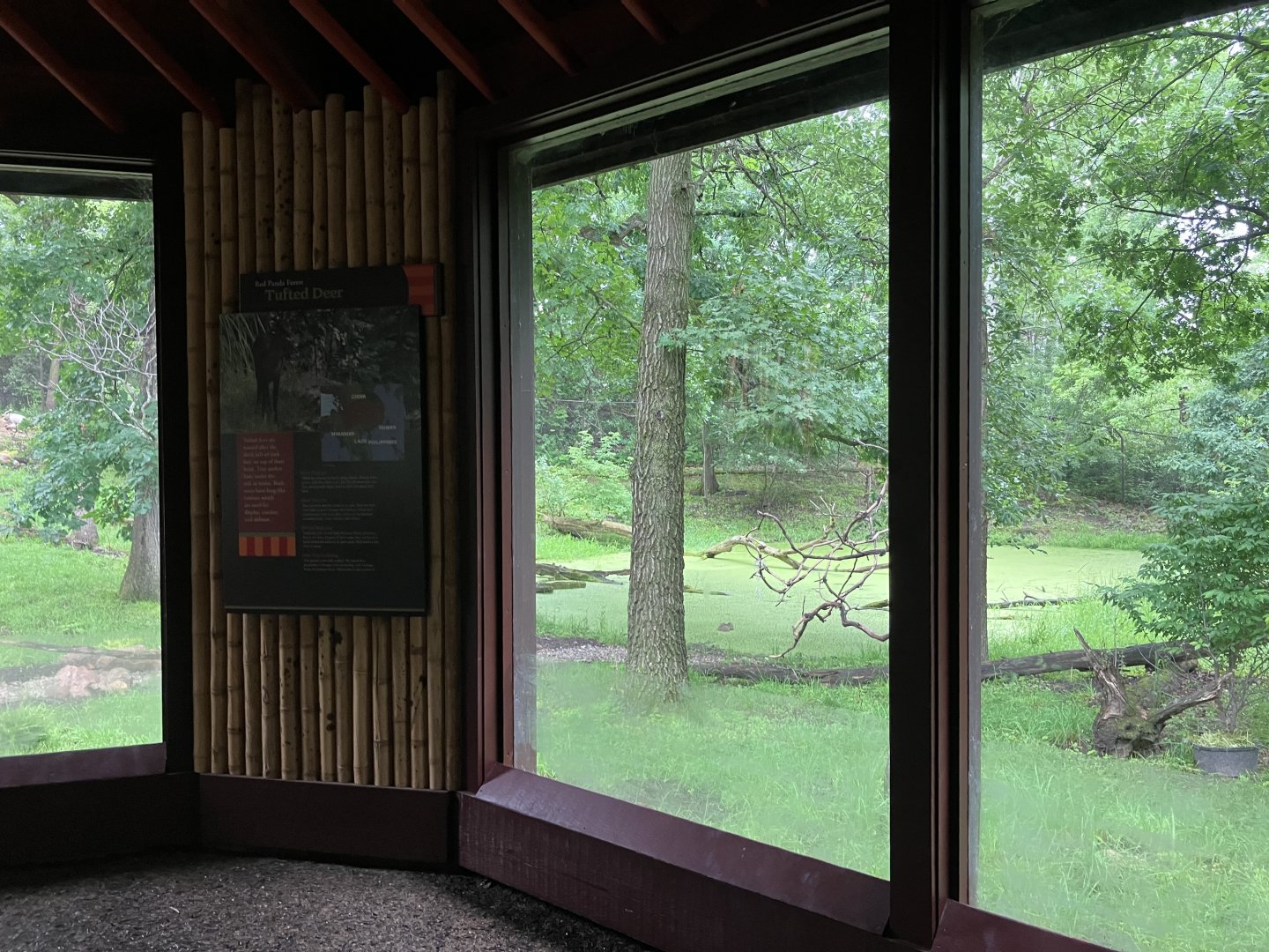 Red Panda Forest - Tufted Deer/Red-Crowned Crane Exhibit