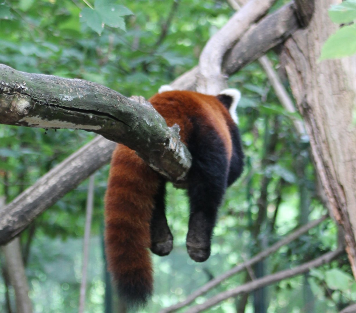 Red panda - from behind