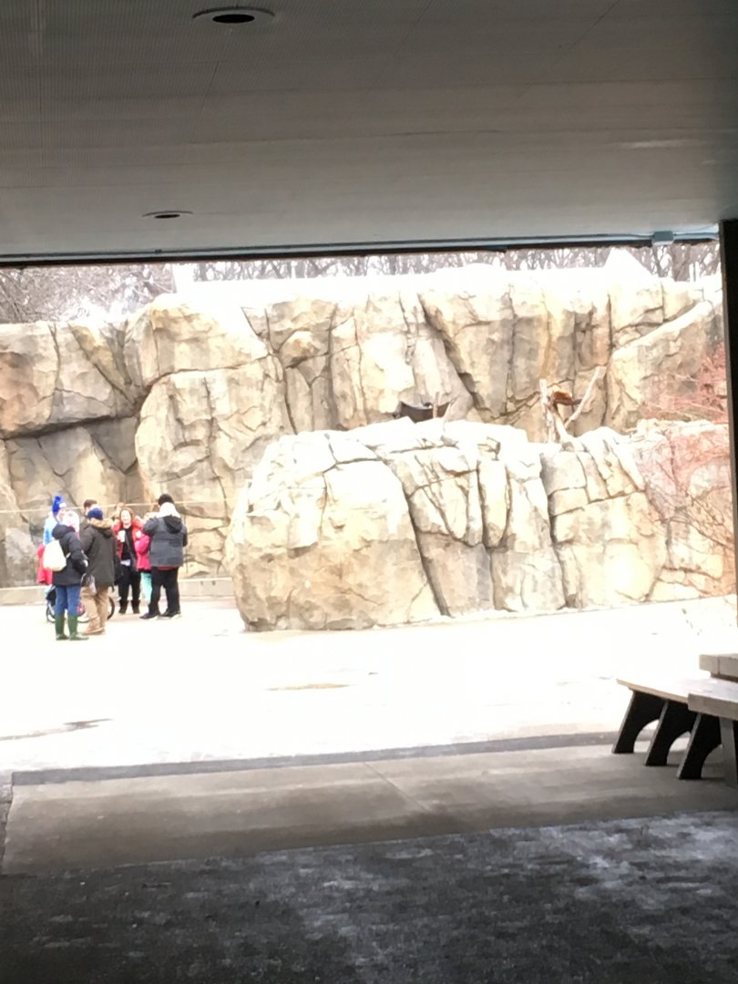 Red panda from pachyderm area