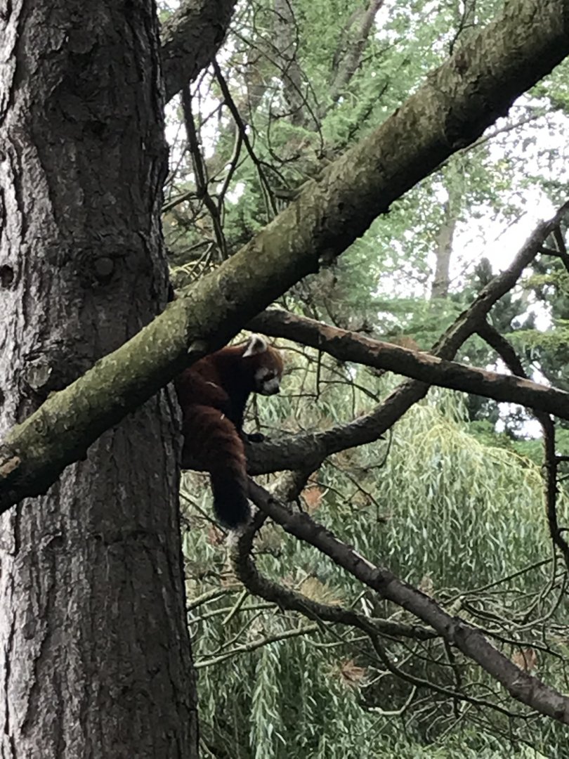 Red panda “Ginger”