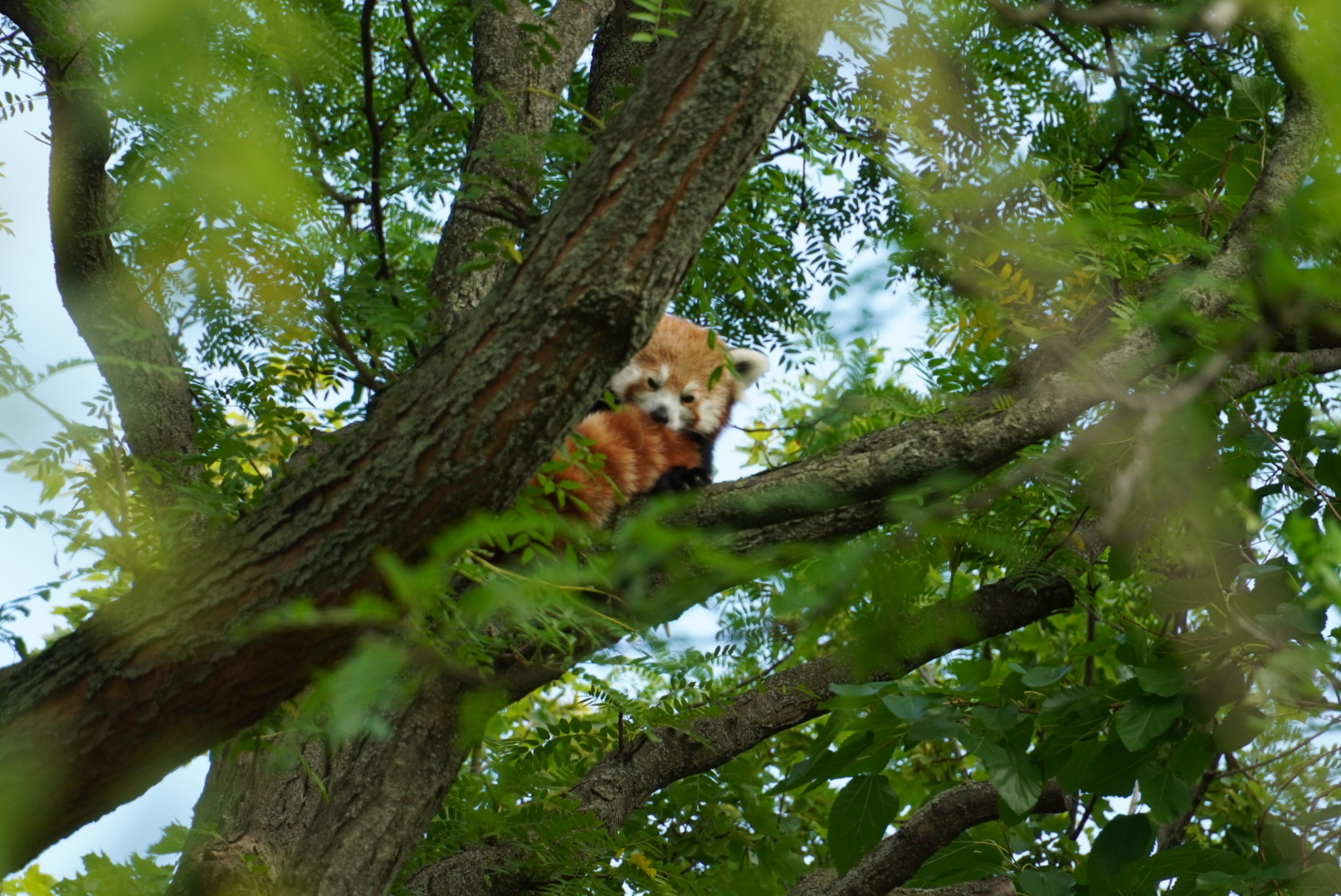 Red Panda “Ginger”