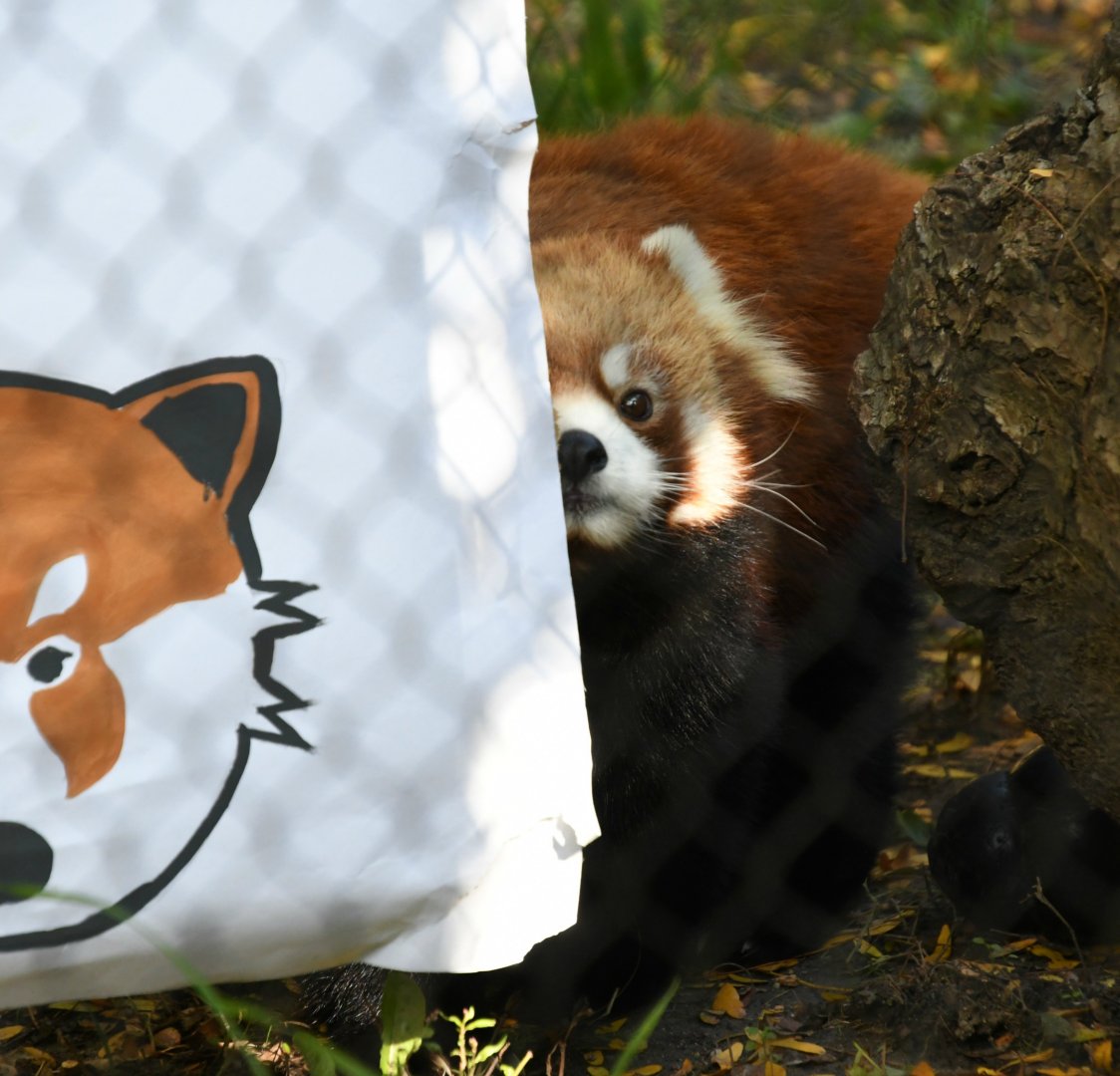 Red Panda Goodbye Party 10/13/18