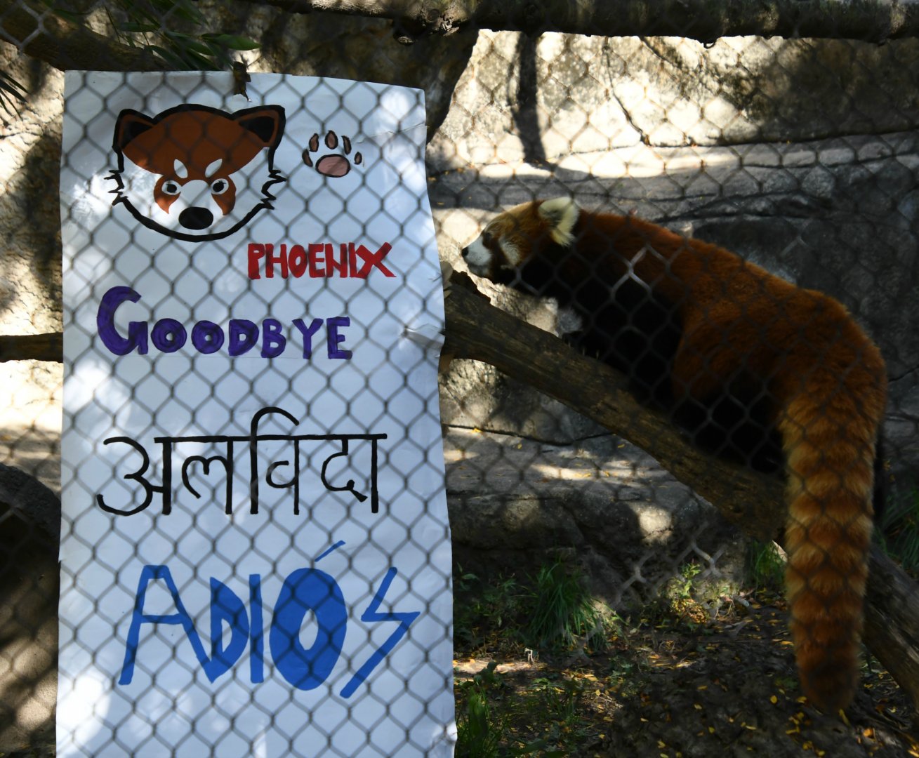 Red Panda Goodbye Party 10/13/18