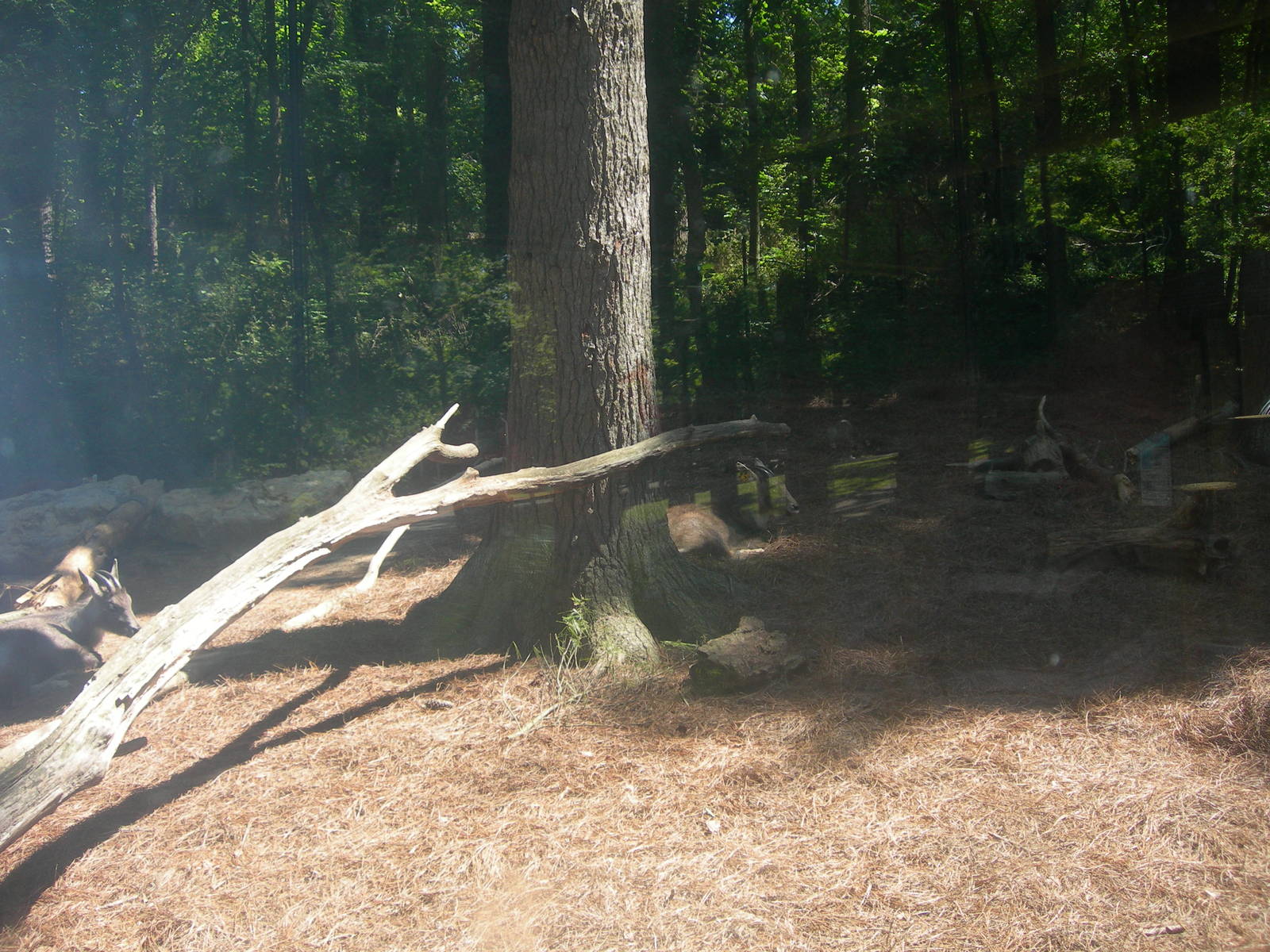 Red Panda/Goral Exhibit