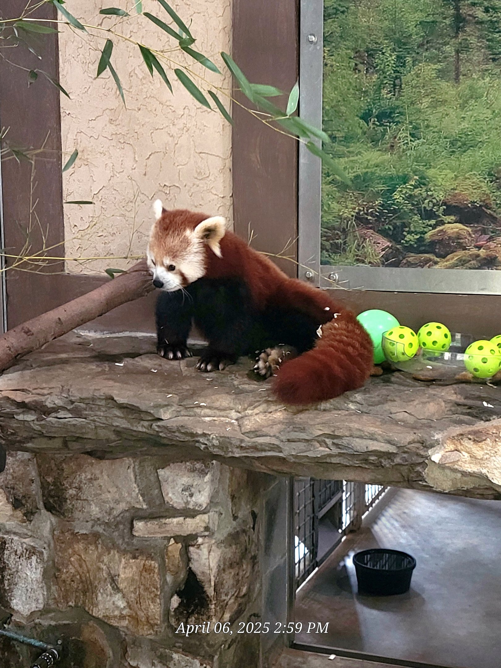 Red Panda-Greenville Zoo-April 2025