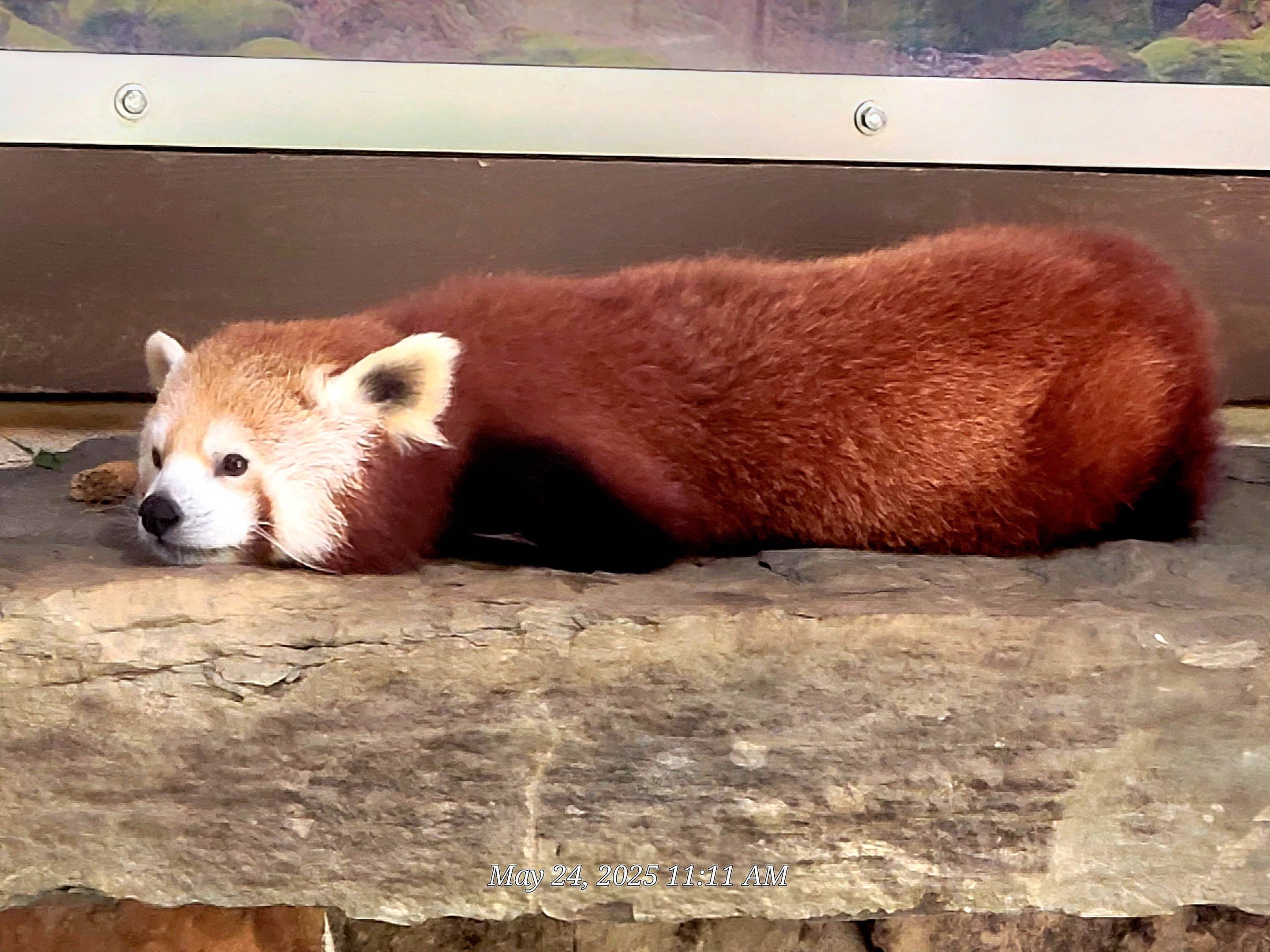 Red Panda  - Greenville Zoo