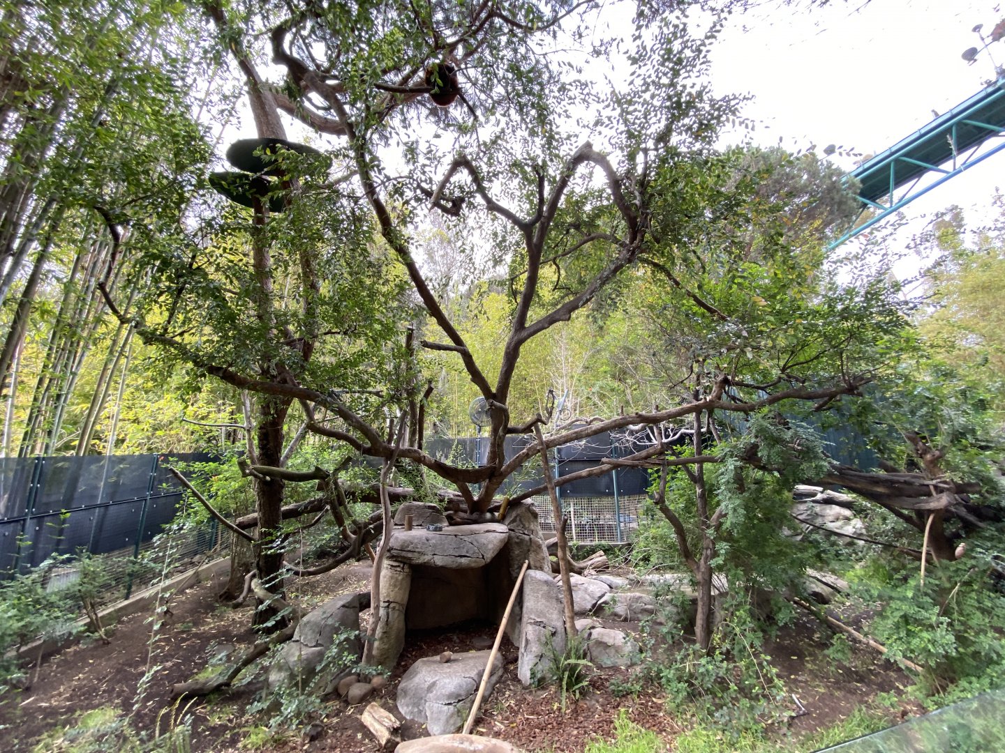 Red Panda Habitat - Asian Passage