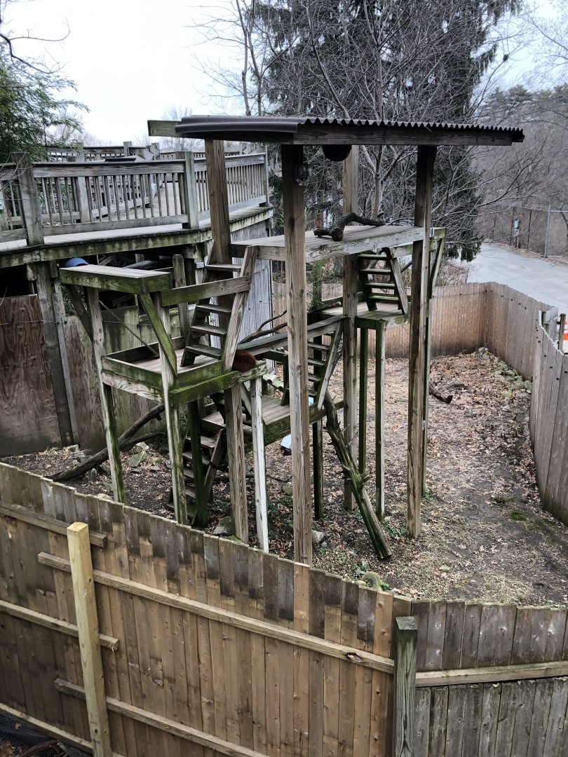 Red Panda Habitat - Feb, 2020
