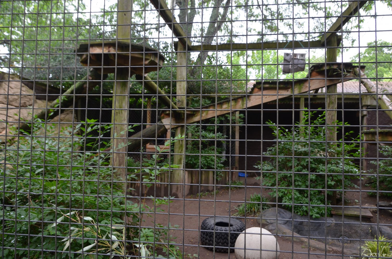 Red Panda Habitat