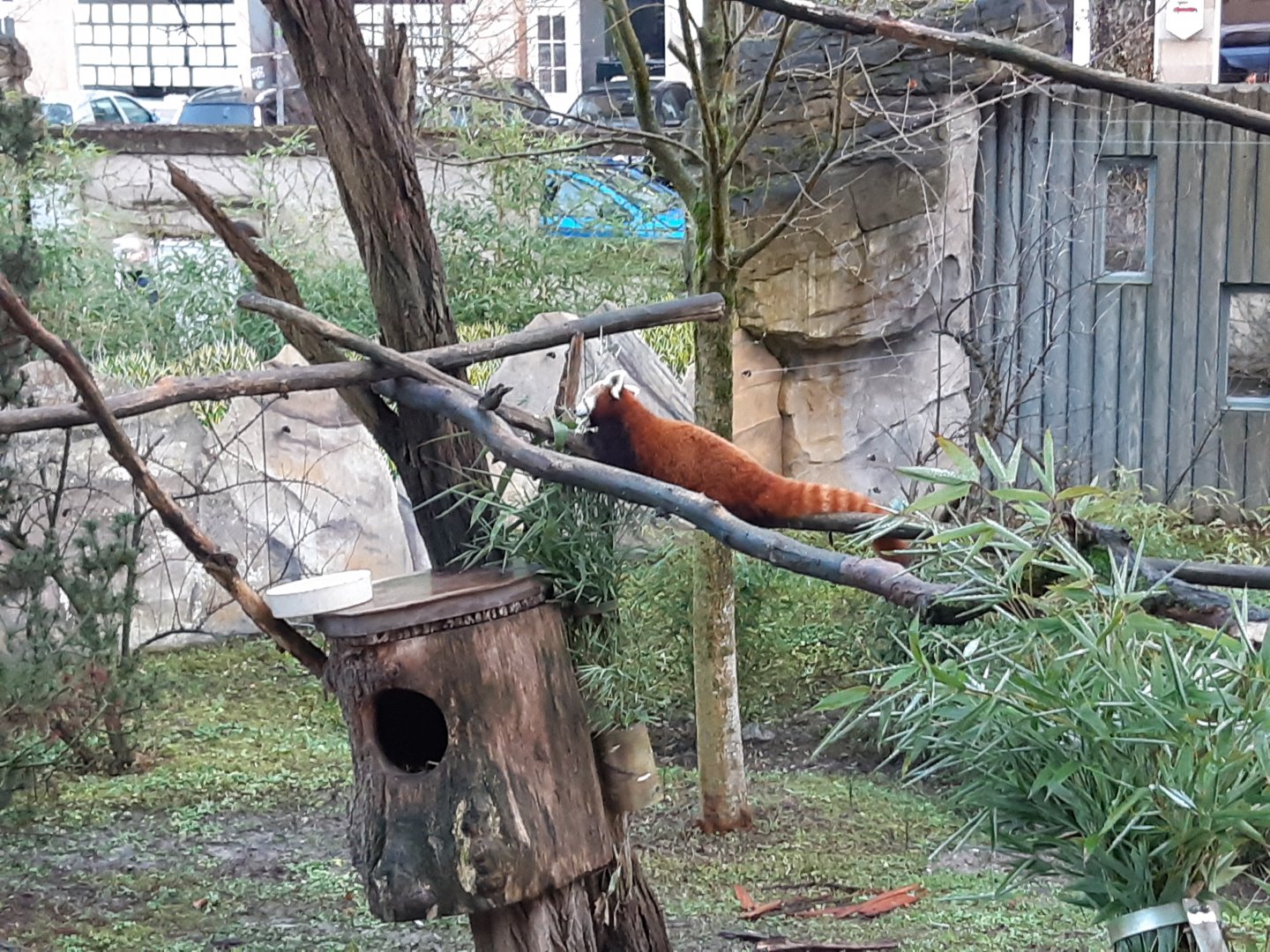 Red Panda having a snack